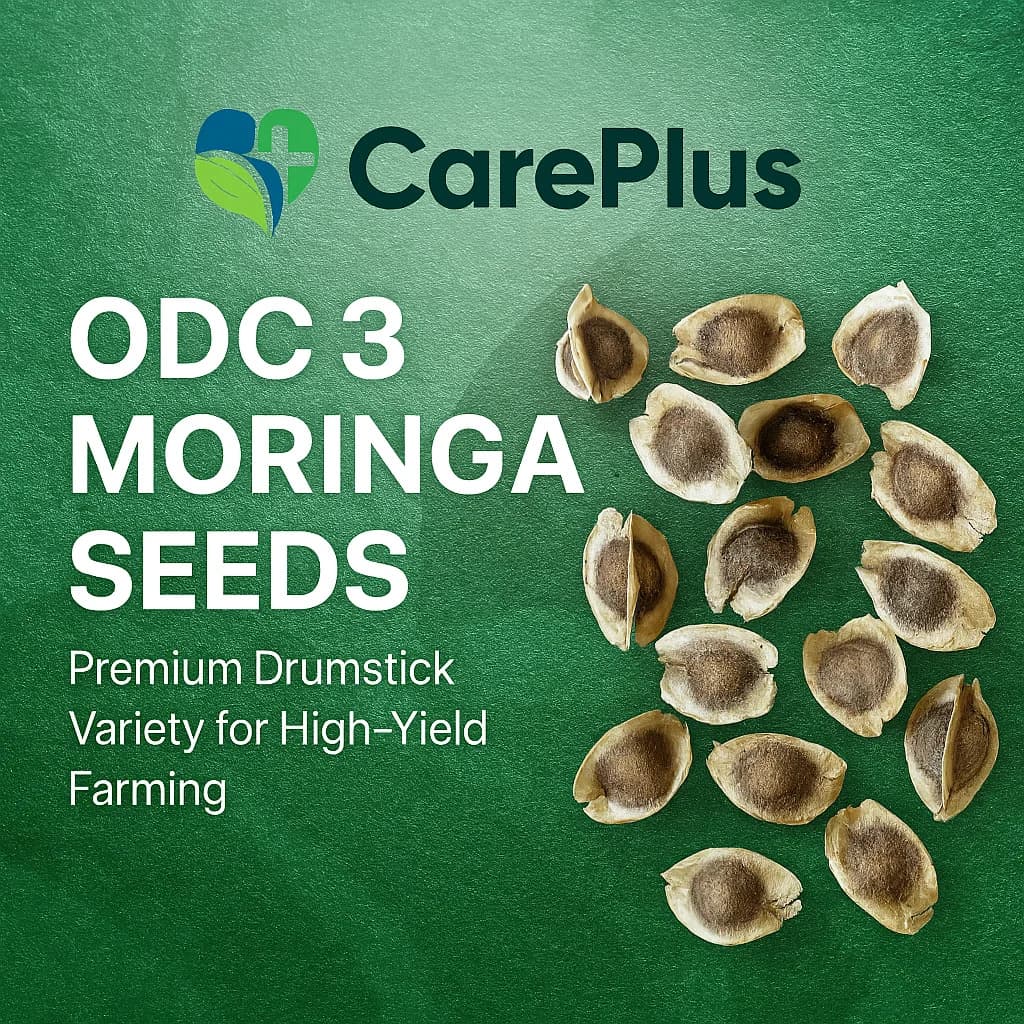 ODC 3 Moringa Seeds For Farming